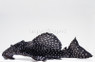 Vampire Plecostomus L-240A :: 58054
