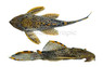 Redfin Plecostomus L-091 :: 58062