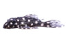 Dwarf White Spotted Plecostomus L-471 :: 58073