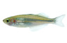 Turquoise Rainbowfish :: 61005