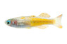 Paska's Red Neon Rainbowfish :: 61010