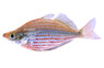 Dorityi Rainbowfish :: 61024