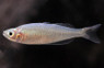Red Laser Rainbowfish :: 61027