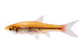 Brilliant Rasbora :: 62001