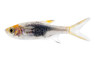 Black Harlequin Rasbora :: 62002