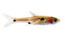 Dwarf Spotted Rasbora :: 62007