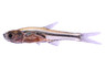 Green Axelrod Rasbora :: 62013