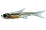 Blue Axelrod Rasbora :: 62016