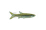 Barred Yellowtail Rasbora :: 62023