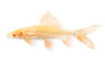 Albino Rainbow Shark :: 65004