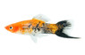 Koi Tricolor Swordtail :: 69001
