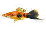Painted Swordtail :: 69007