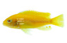 Zebra Albino Red Fin :: 18014