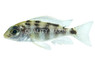 Steveni "Taiwan  Reef" :: 18034