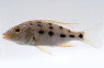 Malawi Sand Diver :: 18058
