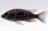 Fireline 'Msisi' :: 18059