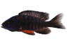 Peacock Regal Cobue :: 18063