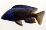 Peacock Mdoka Flametail :: 18073