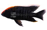 Peacock Apache :: 18080
