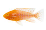 Peacock Gold :: 18087