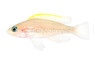 Caudopunctatus Shell Dweller :: 18114