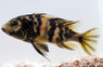 Tricolor Fulu :: 18143