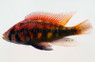 Kyoga Flameback :: 18145