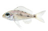 Ventralis Featherfin :: 18155
