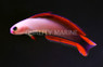 Purple Firefish :: 18521