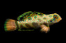 Spotted Mandarin