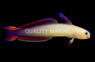 Exquisite Firefish