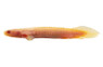 Senegalus Albino :: 11002