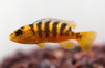 Bumble Bee :: 18008
