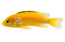 Electric Yellow Malawi Cichlid :: 18012