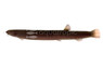 Black Kuhli Loach :: 43031