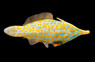 Orange Spot Filefish
