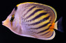 Pelewensis Butterflyfish :: 13065