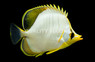 Yellow Head Butterflyfish