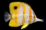 Copperband Butterflyfish 