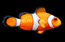 Ocellaris Clownfish
