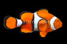 True Percula Clownfish