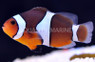 True Percula Clownfish :: 14061