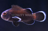 Midnight Ocellaris Clownfish :: 14087