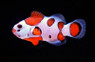 Orange Storm Ocellaris Clownfish :: 14143