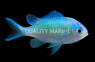 Blue Green Reef Chromis