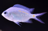 Spiny Chromis :: 15027
