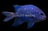Giant Damselfish