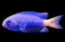 Neon Damselfish
