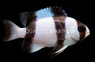 Tuxedo Damselfish