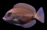 Doctorfish Tang :: 31556